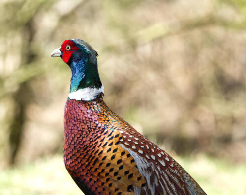 Pheasant-2