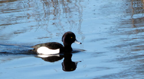 Tufted-Duck